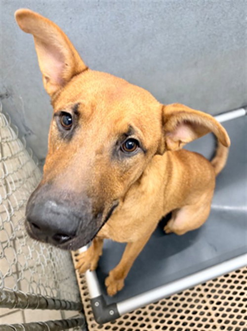 picture of the dog needing adoption