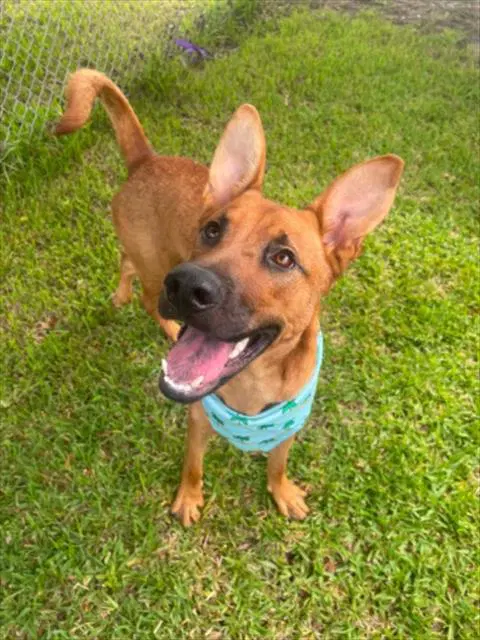 Unknown - Black Mouth Cur