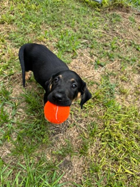 picture of the dog needing adoption