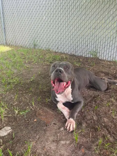 Unknown - Pit Bull Terrier