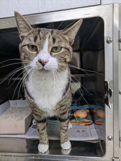 Arlow - Domestic Short Hair