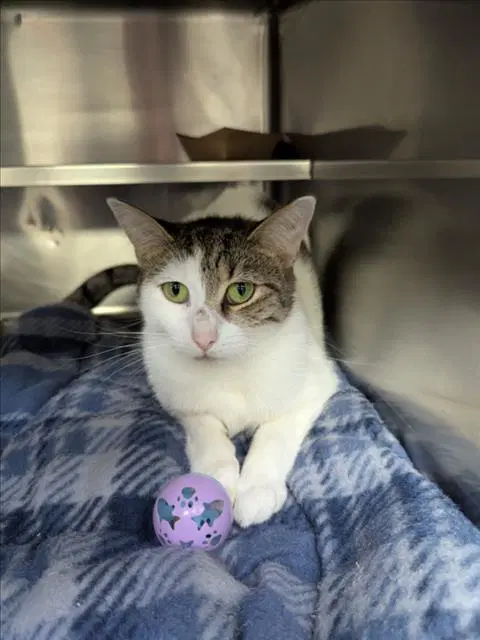 Addie - Domestic Short Hair