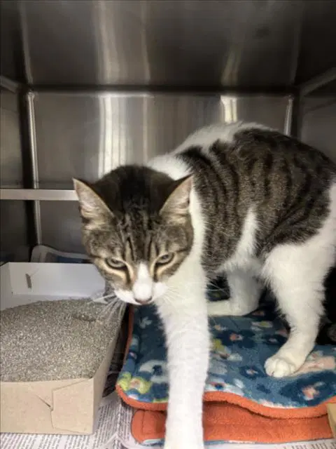 Nugget - Domestic Short Hair