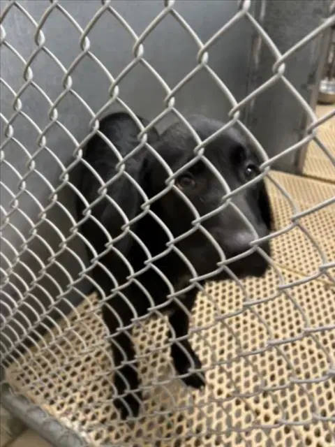 Unknown - Flat-coated Retriever