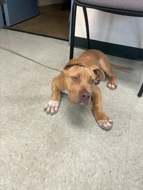 Unknown - Pit Bull Terrier