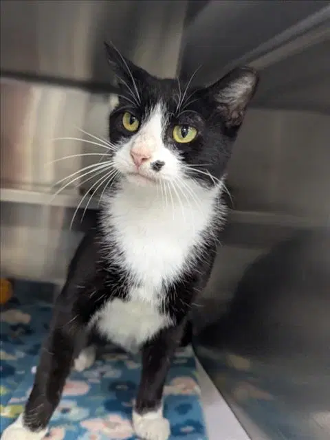 Unknown - Domestic Short Hair
