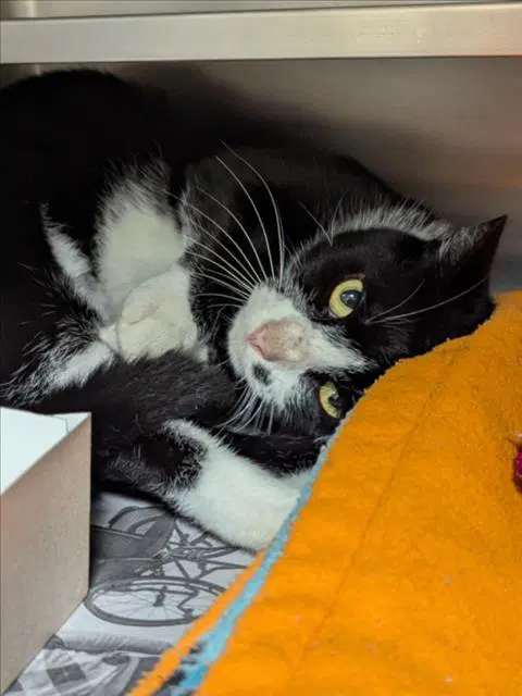 Unknown - Domestic Short Hair