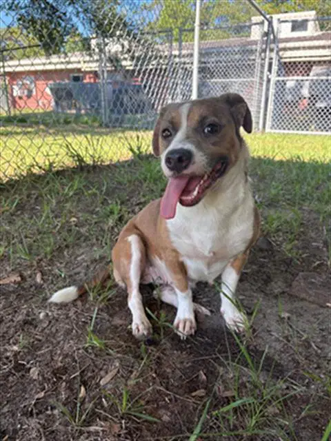 Jasmine - Beagle