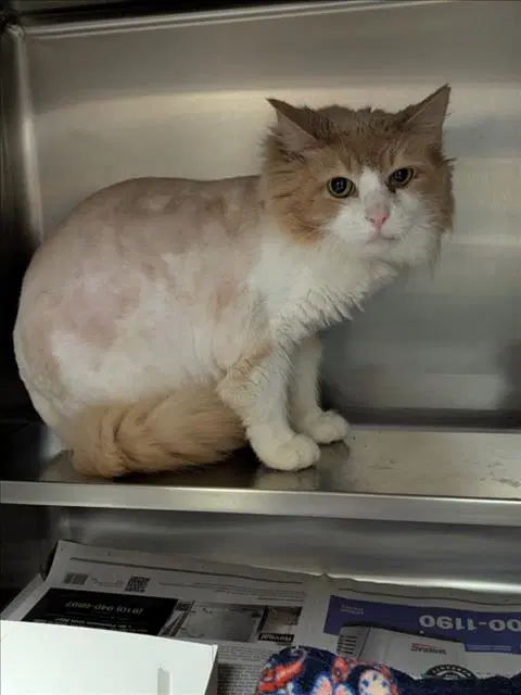 Jj - Domestic Long Hair