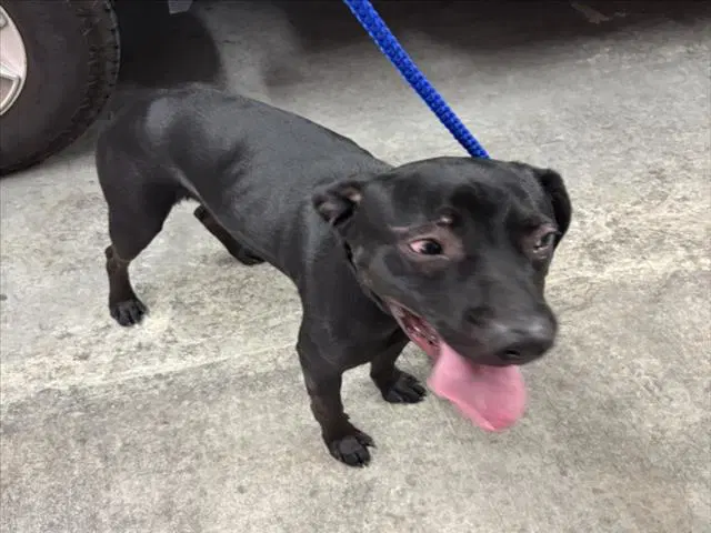 Unknown - Labrador Retriever