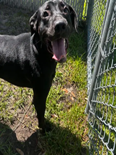 Unknown - Labrador Retriever