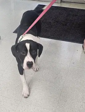 Unknown - Pit Bull Terrier