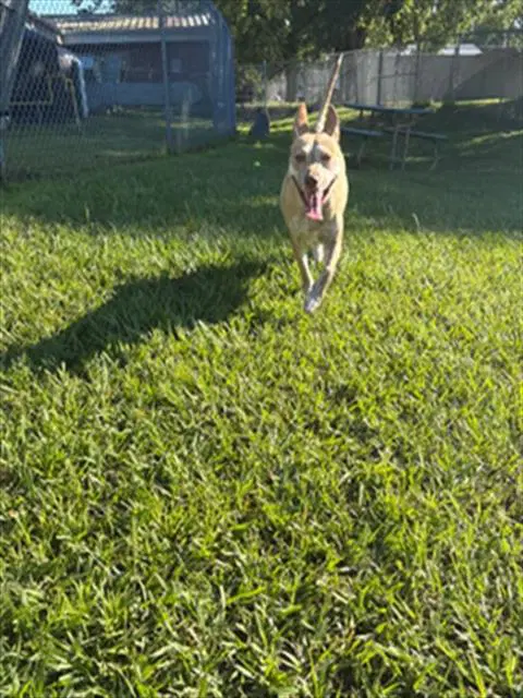 Unknown - Pit Bull Terrier