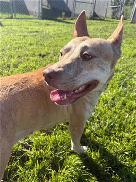 Unknown - Pit Bull Terrier