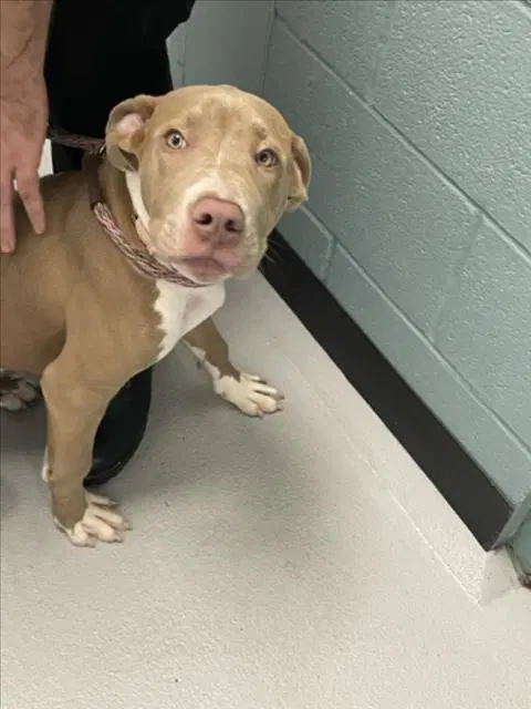 Unknown - Pit Bull Terrier