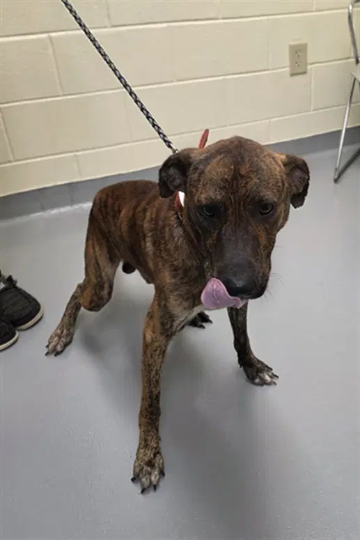 Unknown - Pit Bull Terrier
