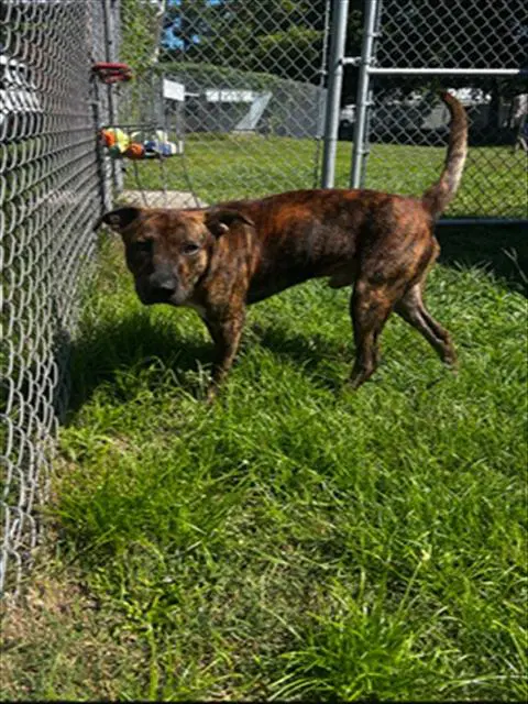 Unknown - Pit Bull Terrier