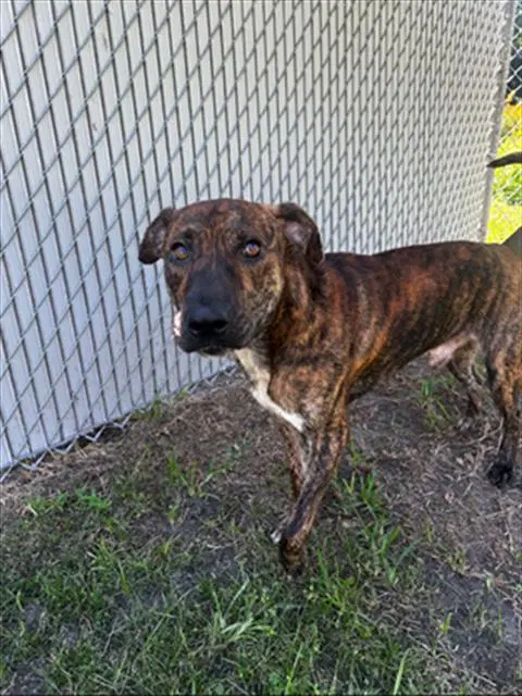 Unknown - Pit Bull Terrier
