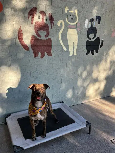 Unknown - Pit Bull Terrier