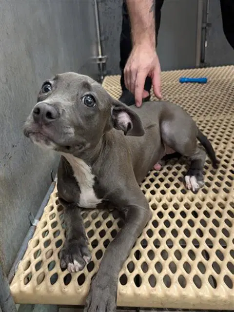 Unknown - Pit Bull Terrier