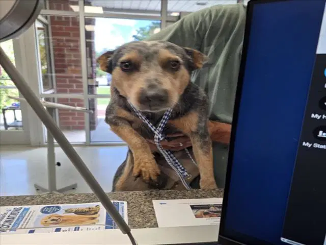 Unknown - Australian Cattle Dog/Blue Heeler