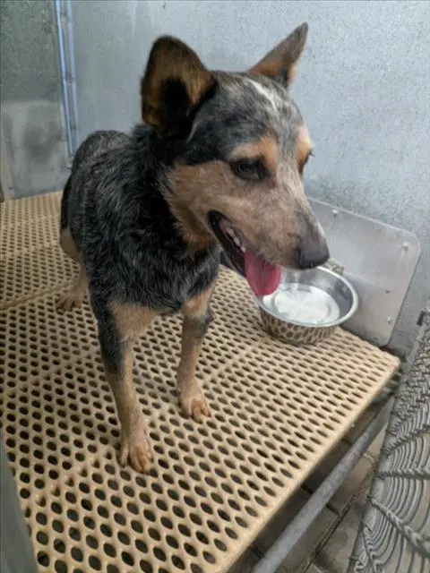 Unknown - Australian Cattle Dog/Blue Heeler