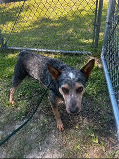 Unknown - Australian Cattle Dog/Blue Heeler