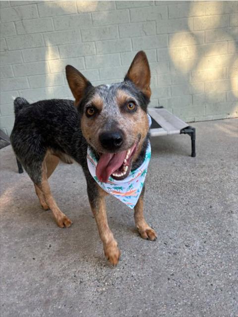 A524221, a dog for adoption from New Hanover County Sheriff's Office Animal Services Unit