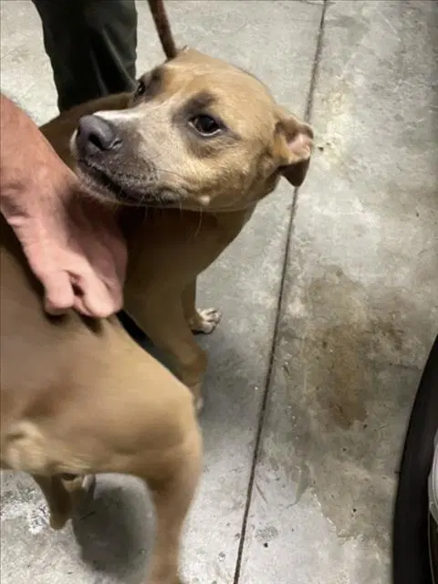 Tank - Pit Bull Terrier