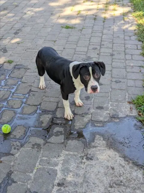 Unknown - Pit Bull Terrier