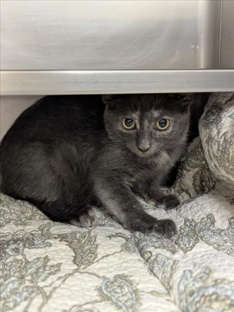 Unknown - Domestic Short Hair