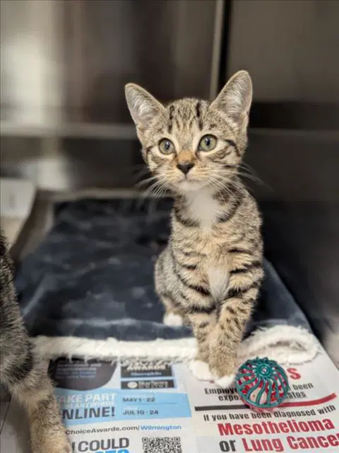 Unknown - Domestic Short Hair