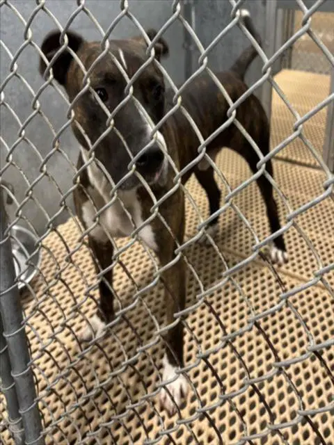 Zeus - Pit Bull Terrier