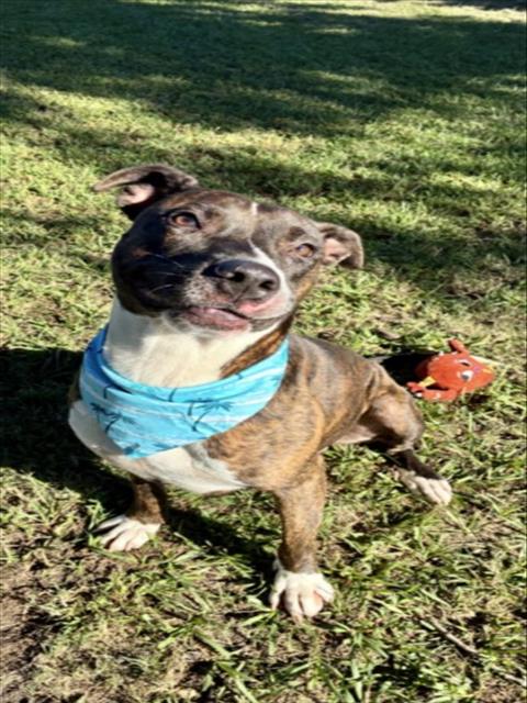 Zeus, Pit Bull Terrier / Boxer / Mixed (medium coat)