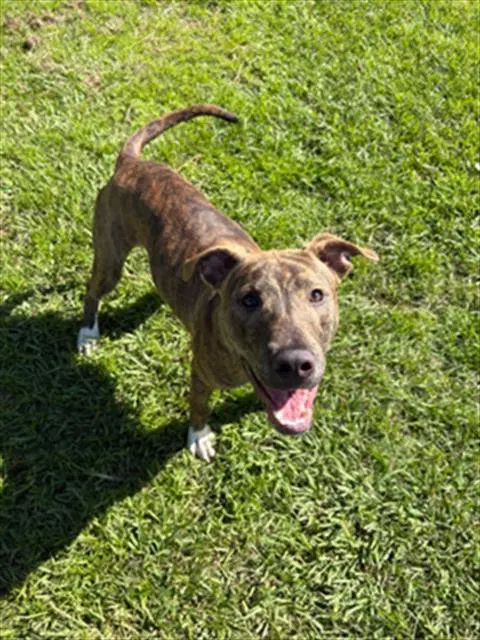 Unknown - Pit Bull Terrier