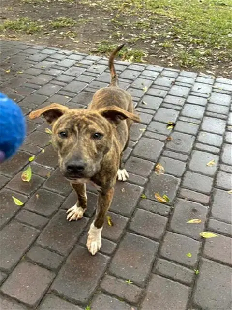 Unknown - Pit Bull Terrier