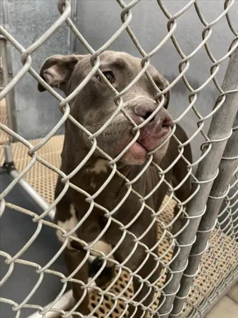 Unknown - Pit Bull Terrier