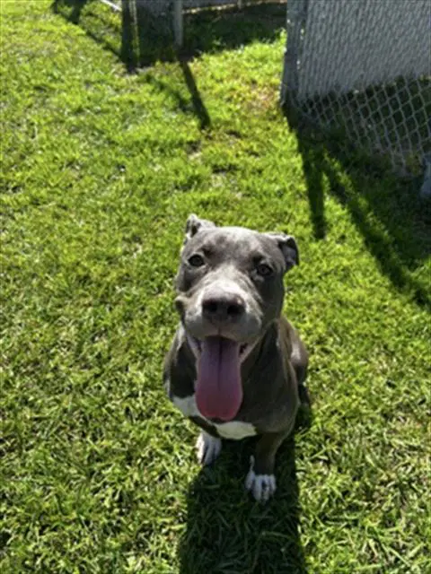 Unknown - Pit Bull Terrier