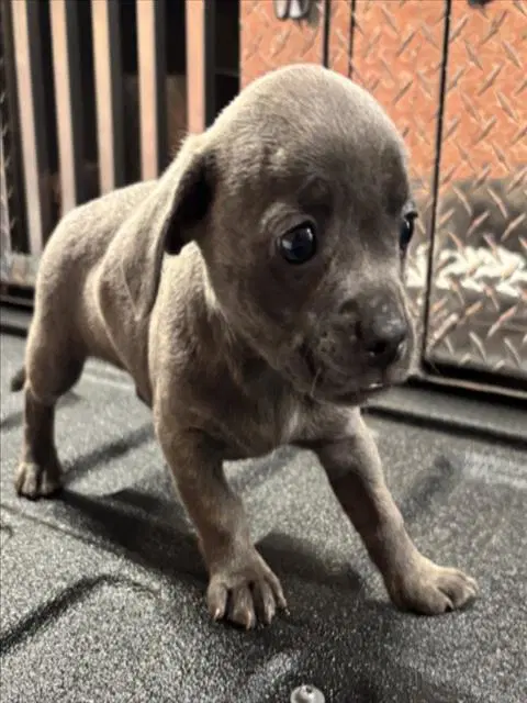 Unknown - Chihuahua