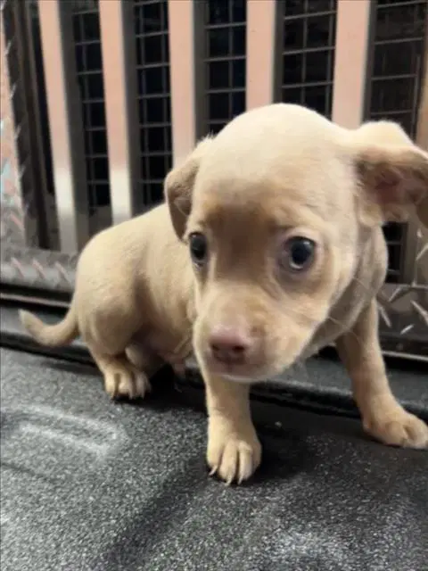 Unknown - Chihuahua