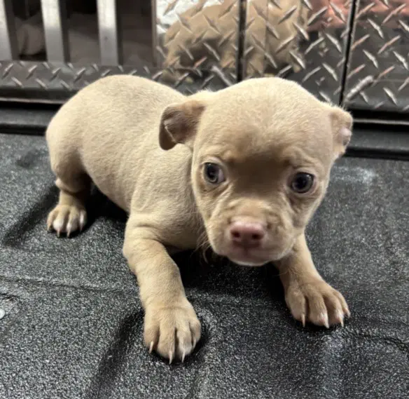 Unknown - Chihuahua