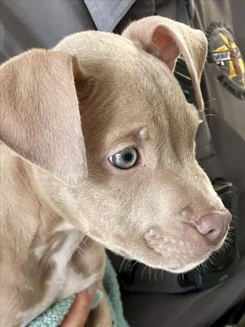 Unknown - Pit Bull Terrier