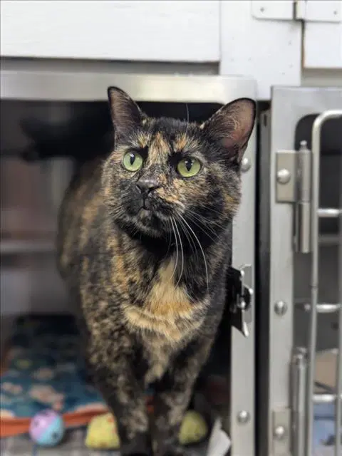 Unknown - Domestic Short Hair