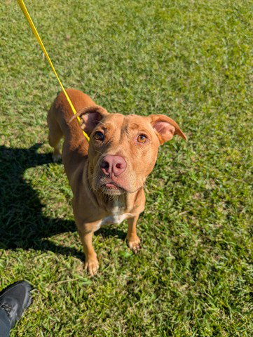 A524427, a dog for adoption from New Hanover County Sheriff's Office Animal Services Unit