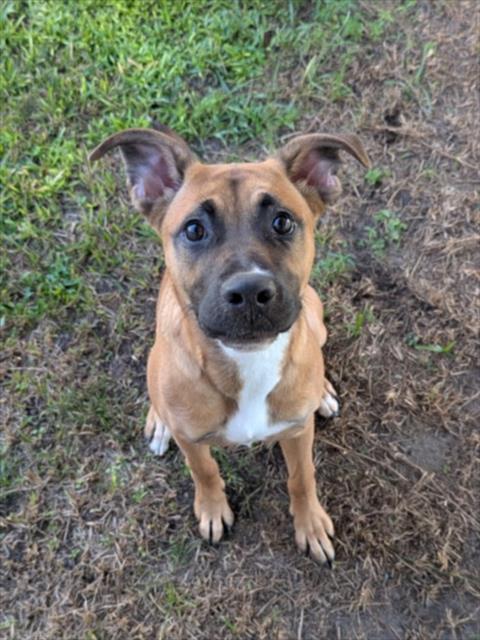 A524388, a dog for adoption from New Hanover County Sheriff's Office Animal Services Unit