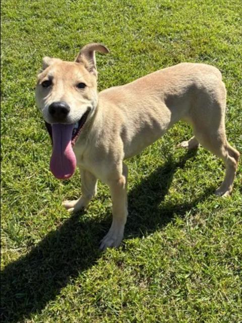 A524486, a dog for adoption from New Hanover County Sheriff's Office Animal Services Unit