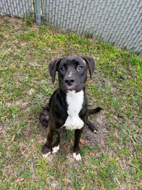 COCO, a dog for adoption from New Hanover County Sheriff's Office Animal Services Unit