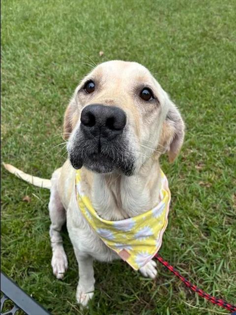 A524951, a dog for adoption from New Hanover County Sheriff's Office Animal Services Unit