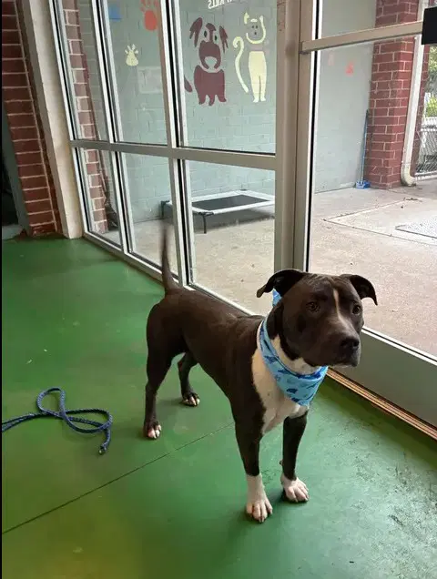 Unknown - Pit Bull Terrier