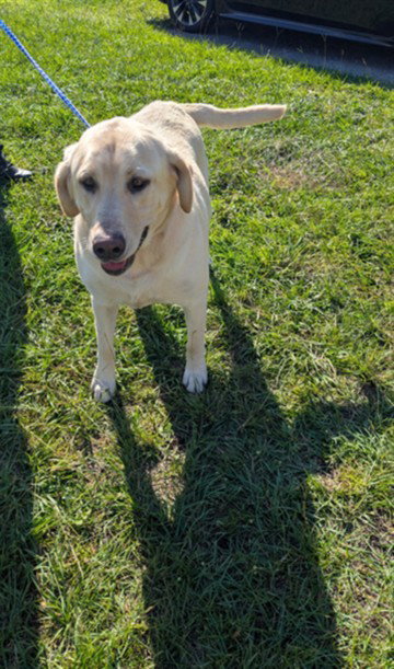 CHARLIE, a dog for adoption from New Hanover County Sheriff's Office Animal Services Unit